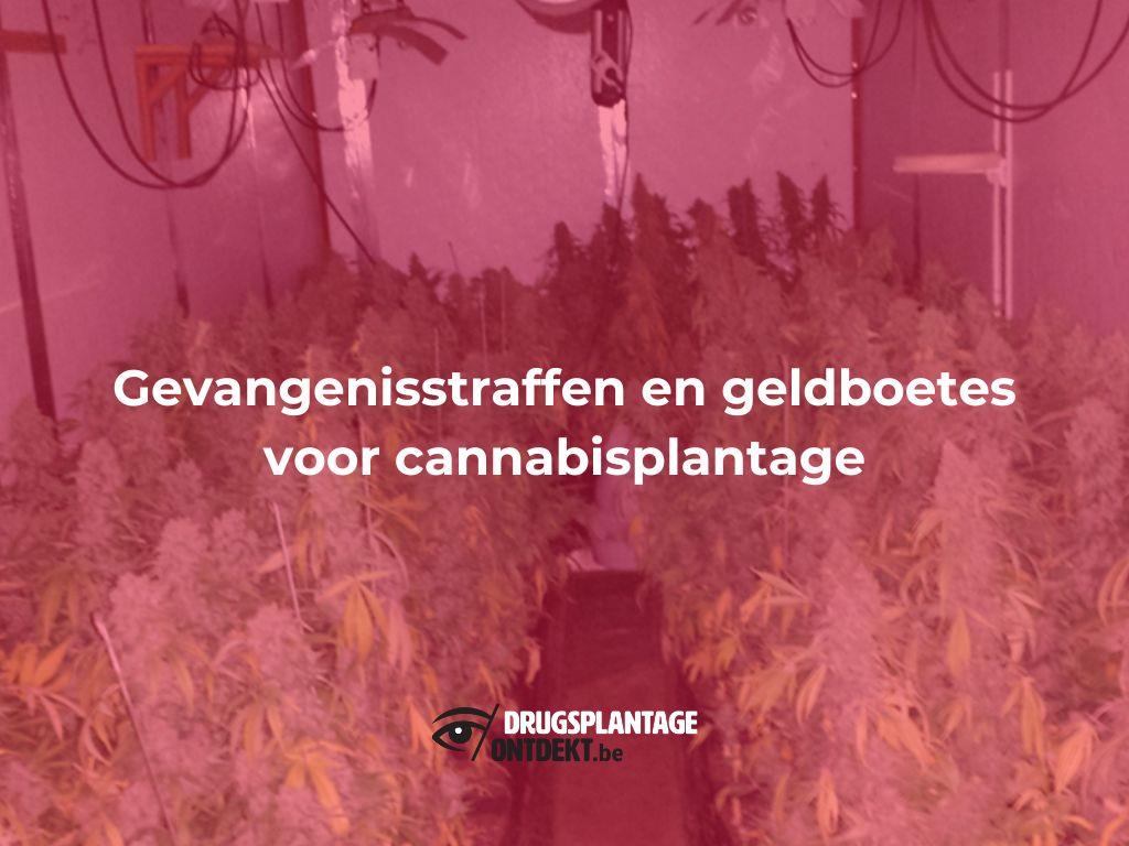 Morkhoven - Gevangenisstraffen en geldboetes voor cannabisplantage
